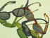 【大阪ギャラリー】Choose Your Sunglasses!